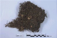 藏品(曲瓣扁萼蘚)的圖片